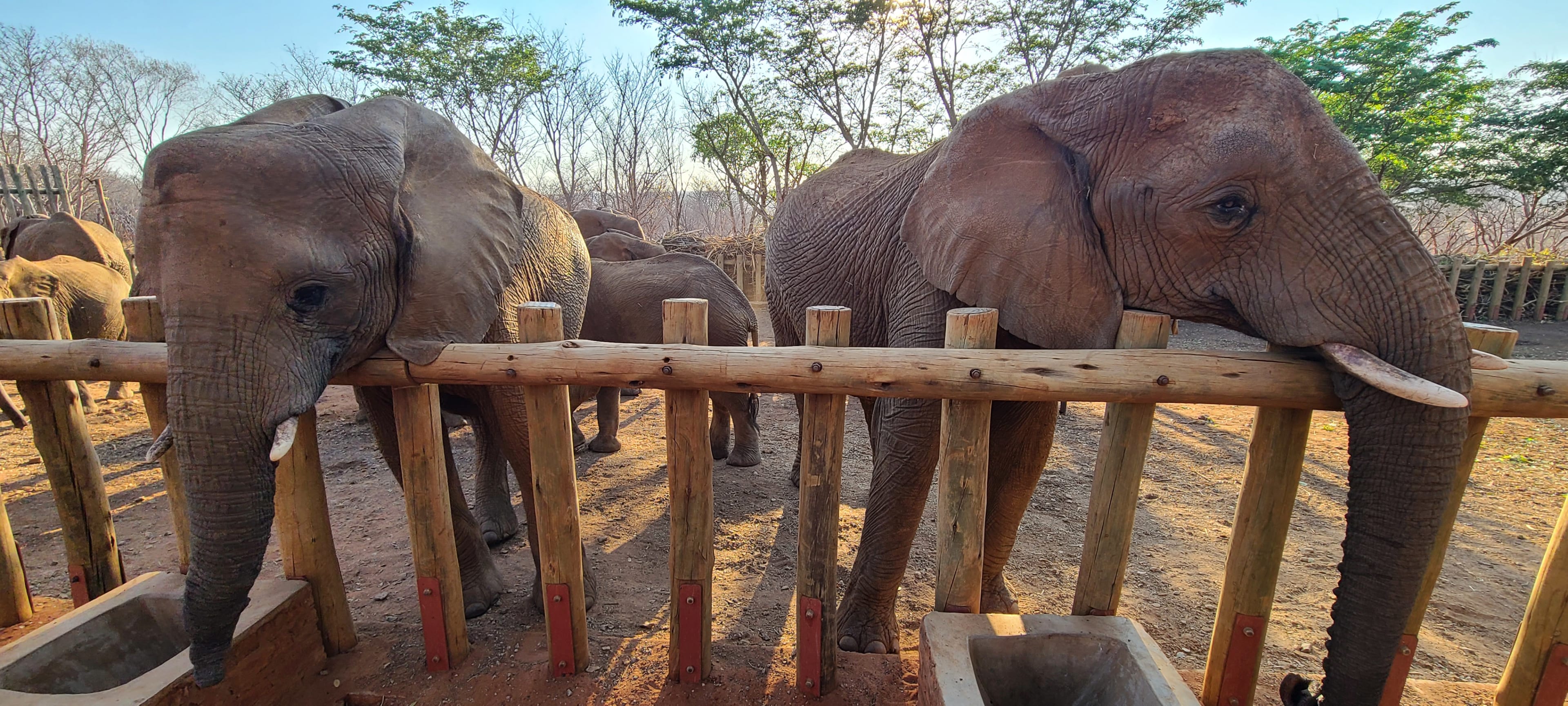 Elephants in rewilding at Wild Is Life in Zimbabwe