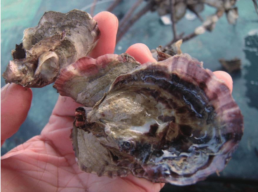 a man holding oysters