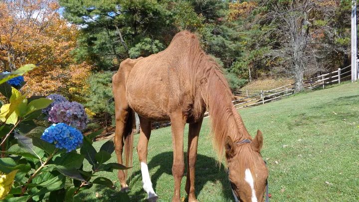 The story was all over the Internet about 30+ horses near Lumberton, NC, that had been found in horrible shape.  As it turns out, this situation was more about neglect of the horses combined with old age and dementia in the owner. In any event, the effect on these starving horses was the same. There would be one bale of hay thrown out for 30 horses and the available water was green and putrid. The scene of these emaciated animals was hard even for seasoned professionals to take but the pictures tell the story.    Of the three we took in, two lived.  One we named Tess, one Kat (after the cruelty investigator who helped us) and a little pony mare named Ruby.  Tess turned out to be over 30 years old and the stress had taken its toll on the poor girl. While here, she was blanketed, fed 5 small meals a day and watered.  However, after only 4 days we called the Vet to put Tess down. We suspect that the 4 days of her life here, were the best 4 days of her life.  She is lovingly buried here at the farm.