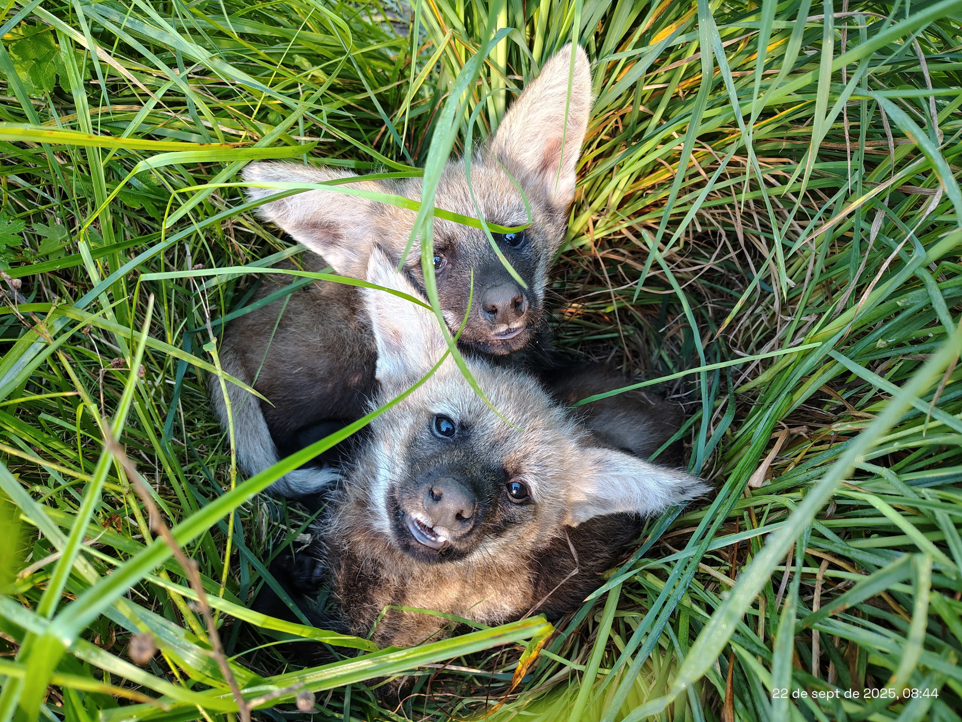 Kuarahy and Jasy: rescued Maned Wolf pups