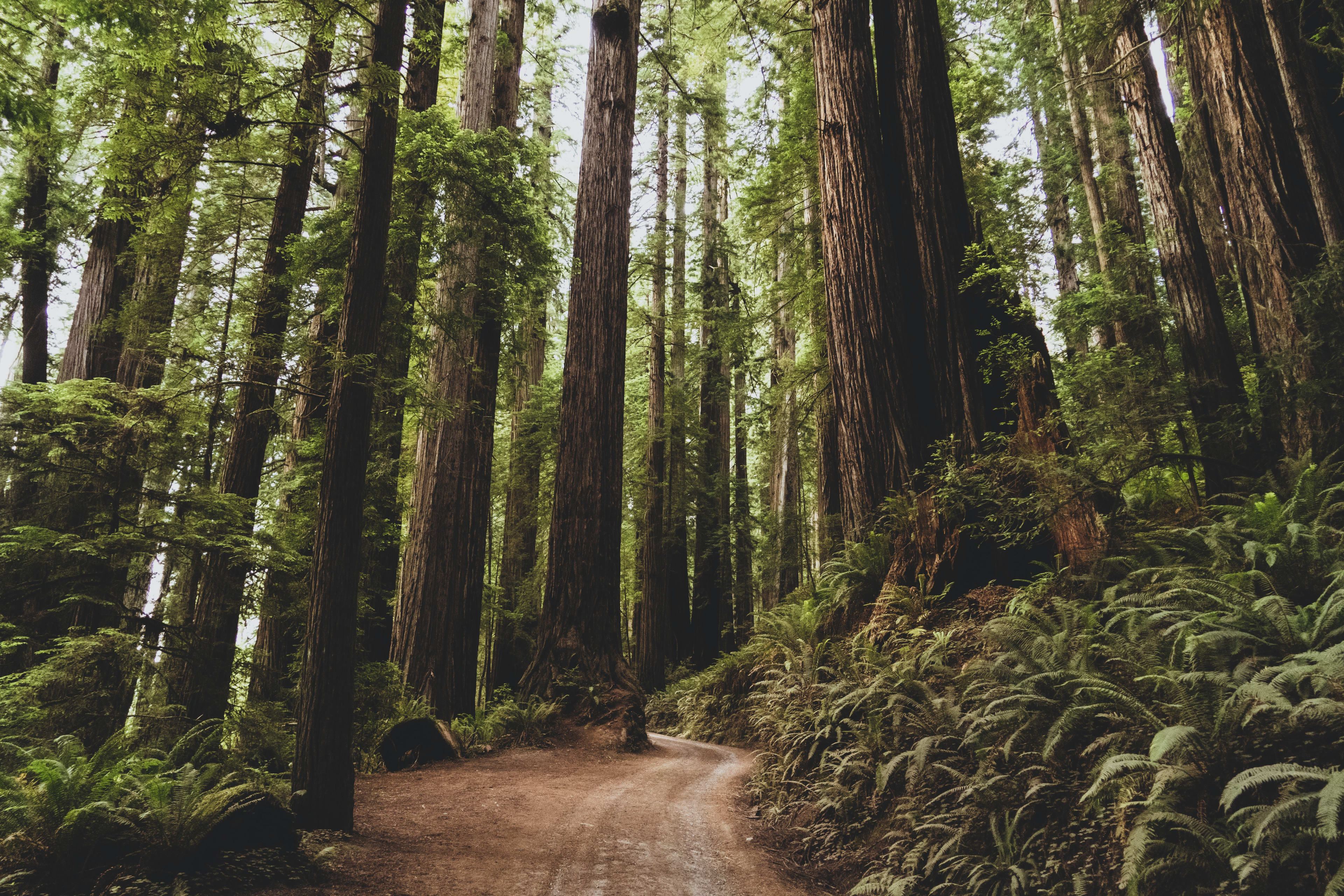 Image of redwood forest with tall tree trunks and some undergrowth with a trail 