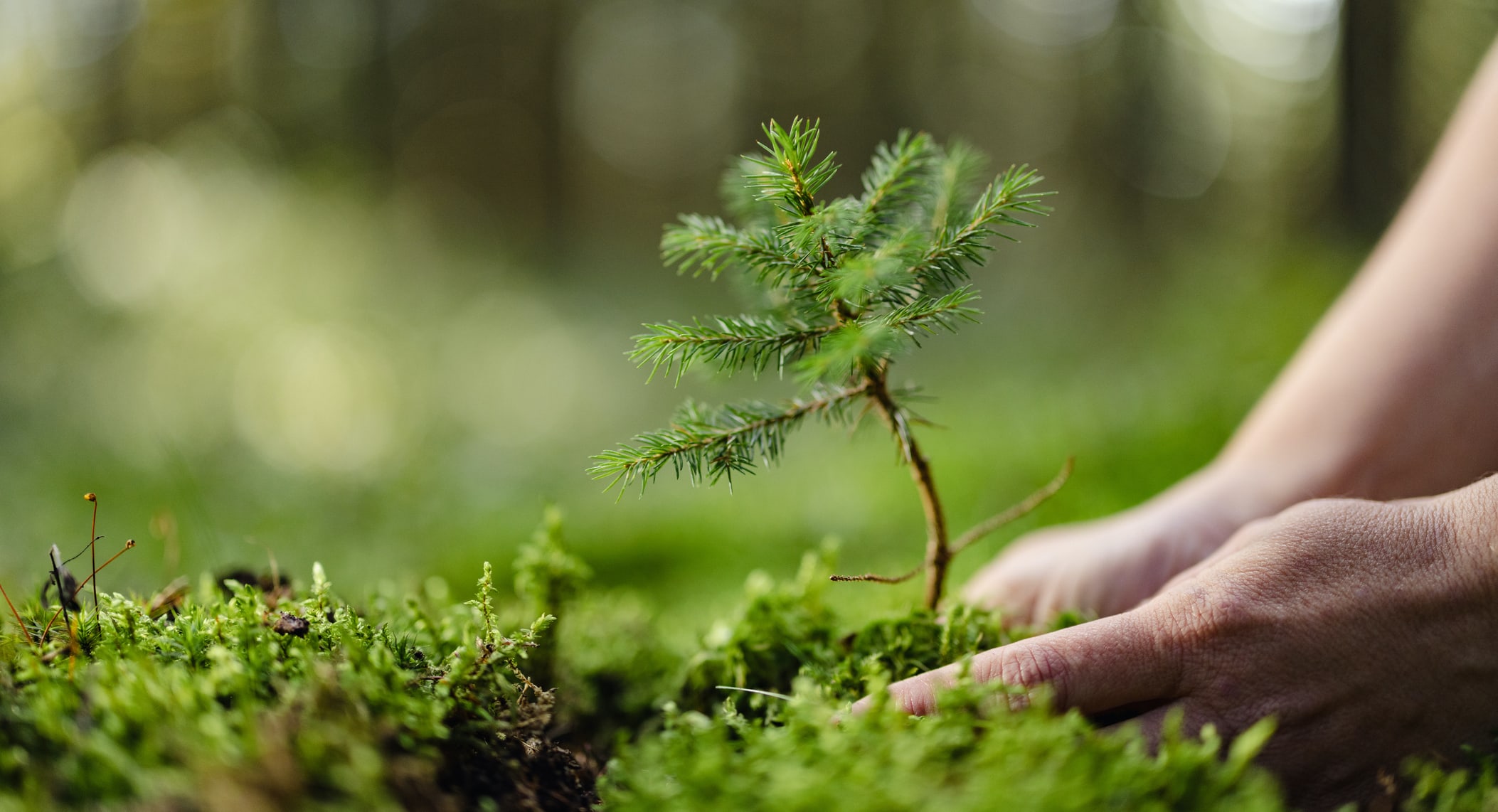 Hands planting a tree sapling in a forest.
