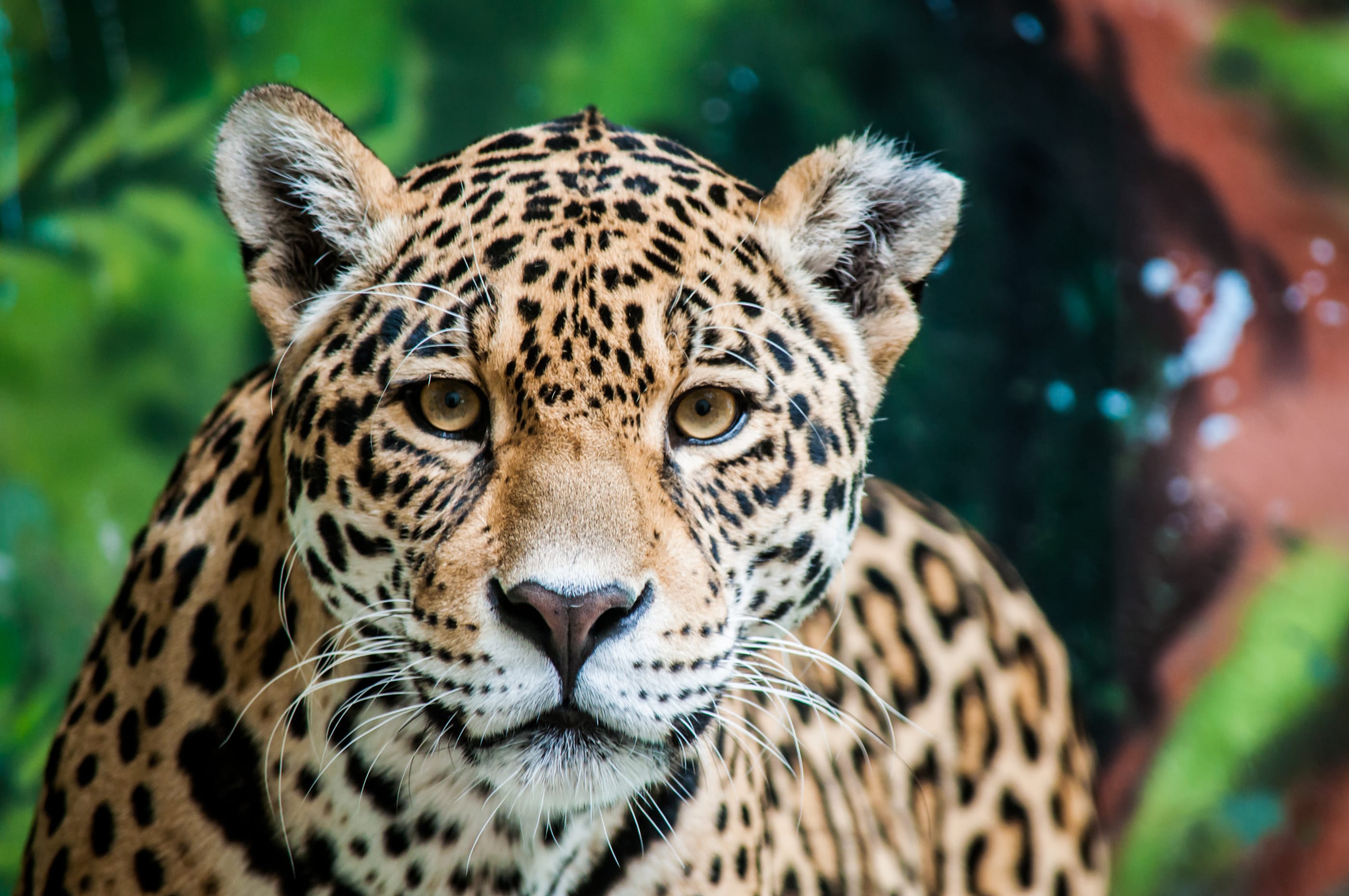 Close up image of a jaguar (Pantera onca), one of the incredible species whose range spans Nature and Culture's work throughout Latin America.