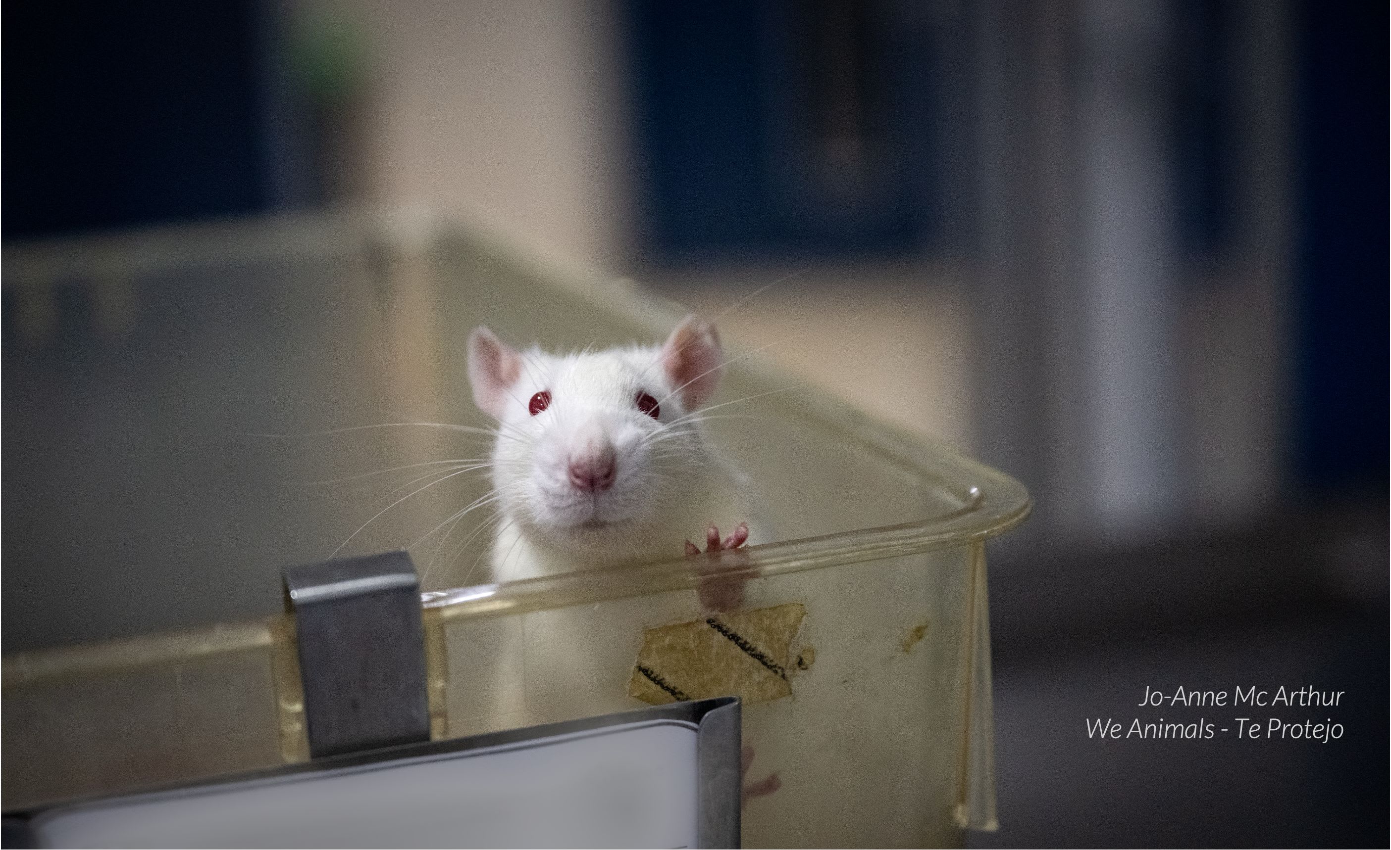 A mice looking at the camera from inside a mouse cage