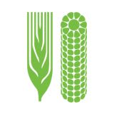 CIMMYT