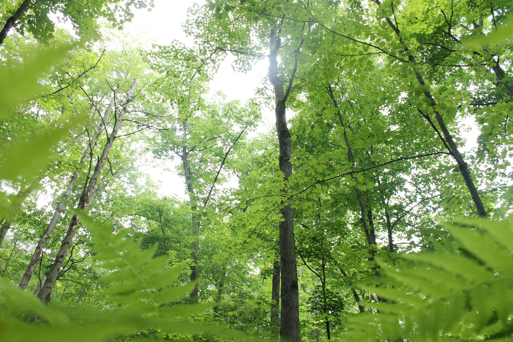 A view of the sky looking up through trees.  Photo credit: Laura Mead.