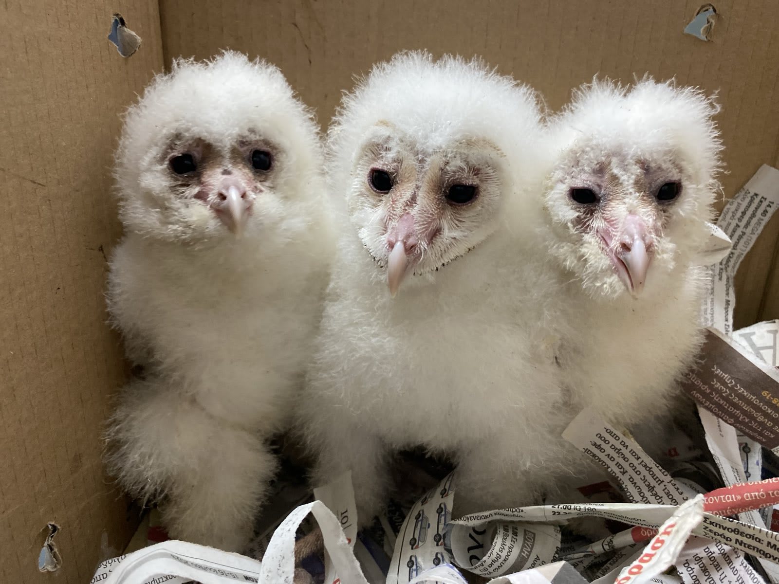 Three baby owls