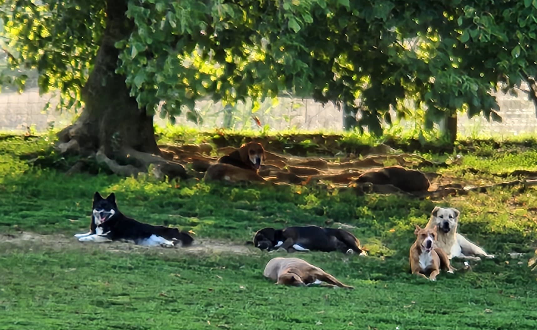 Some of our dogs enjoying the day under the shade trees.  