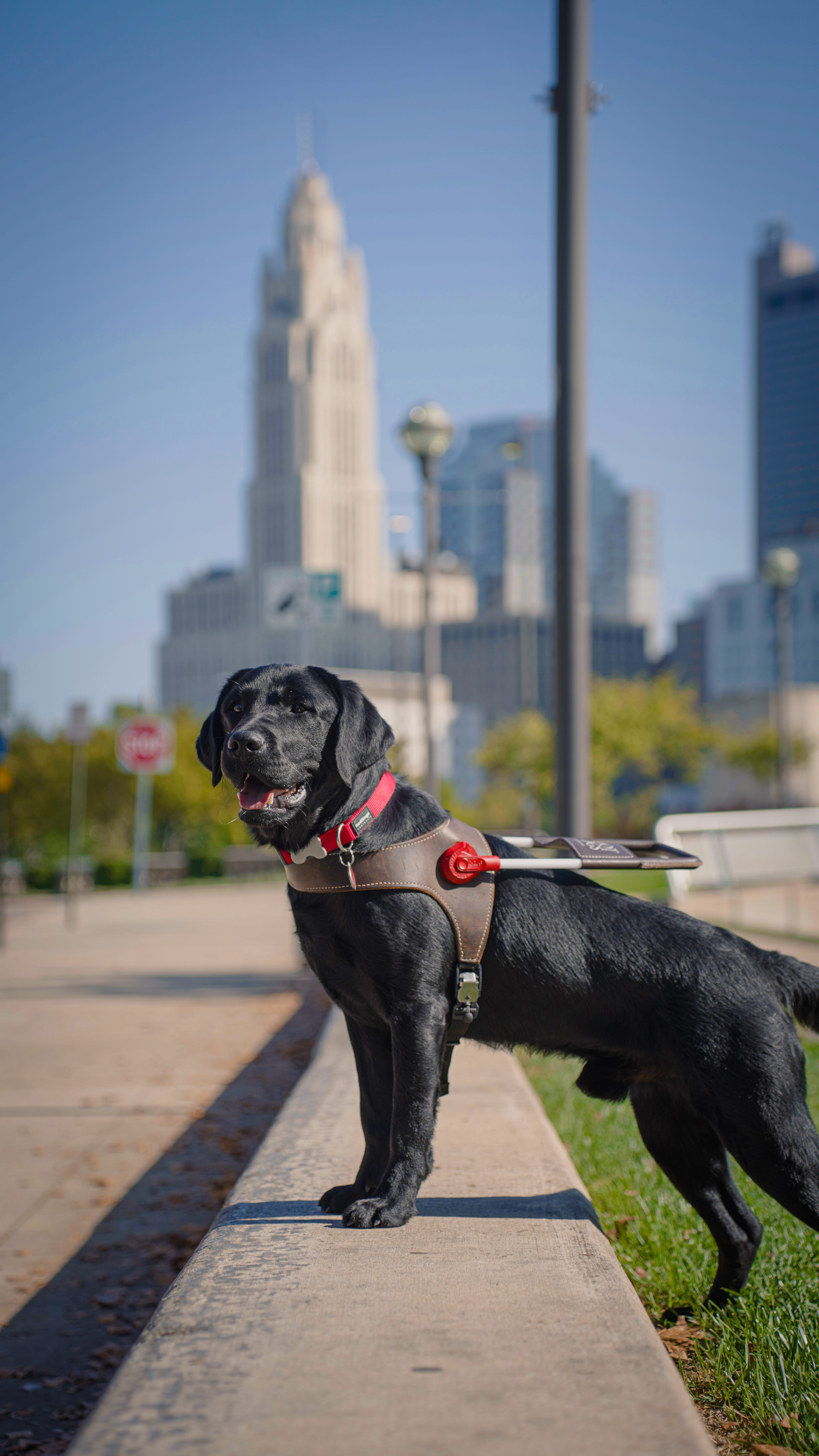 Black labrador retriever standing in Pilot Dogs harness in from of Columbus, Ohio skyline