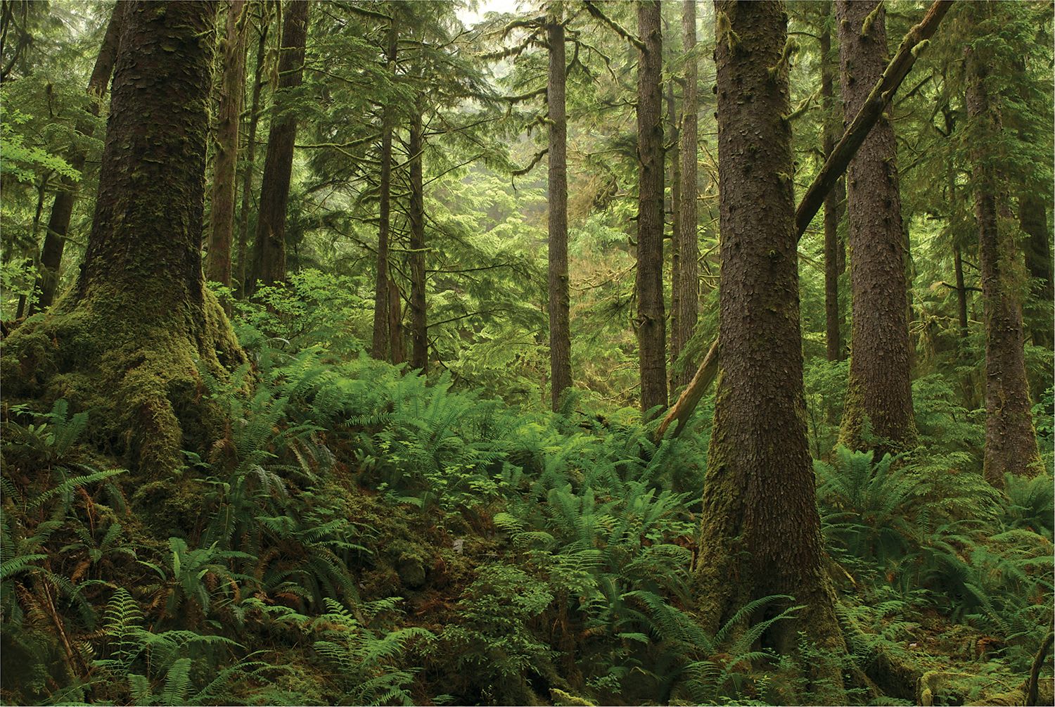 Irreplaceable Ancient and Endangered Forests