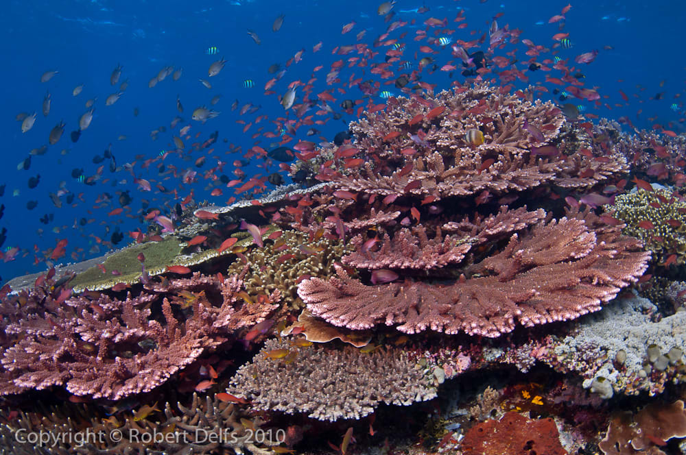 Coral Reefs in the Coral Triangle