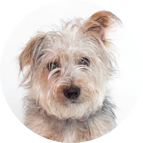 Woods Humane Society logo