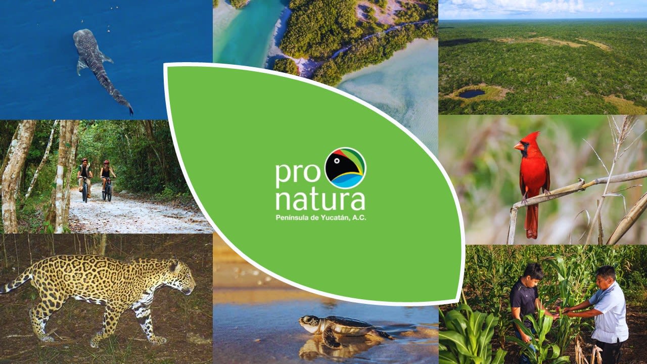 Pronatura Peninsula de Yucatan A. C. logo