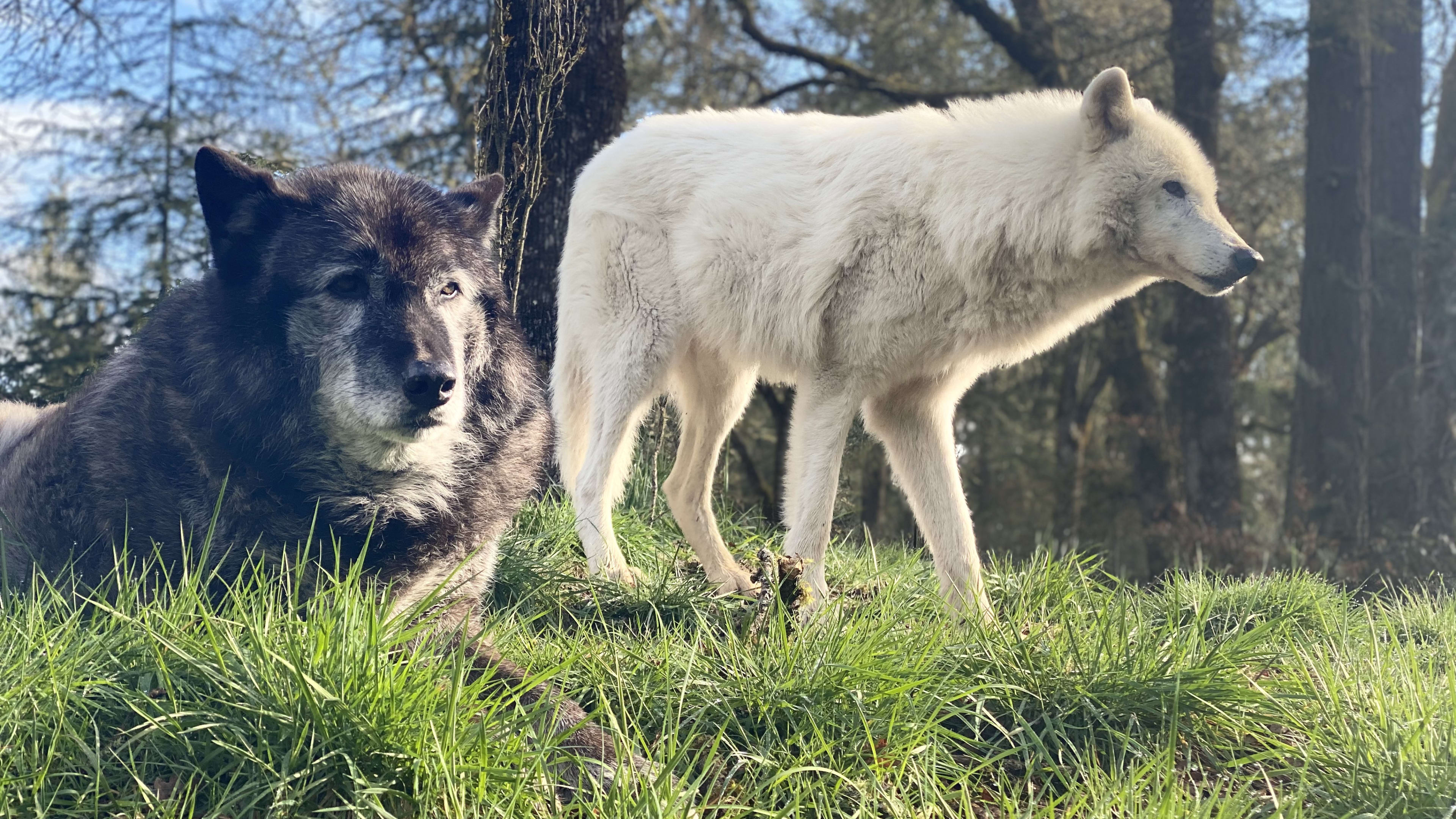 Wolf Haven International