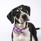 black tri-color hound mix with tilted head wearing a purple and lavender bowtie headshot on white background. 