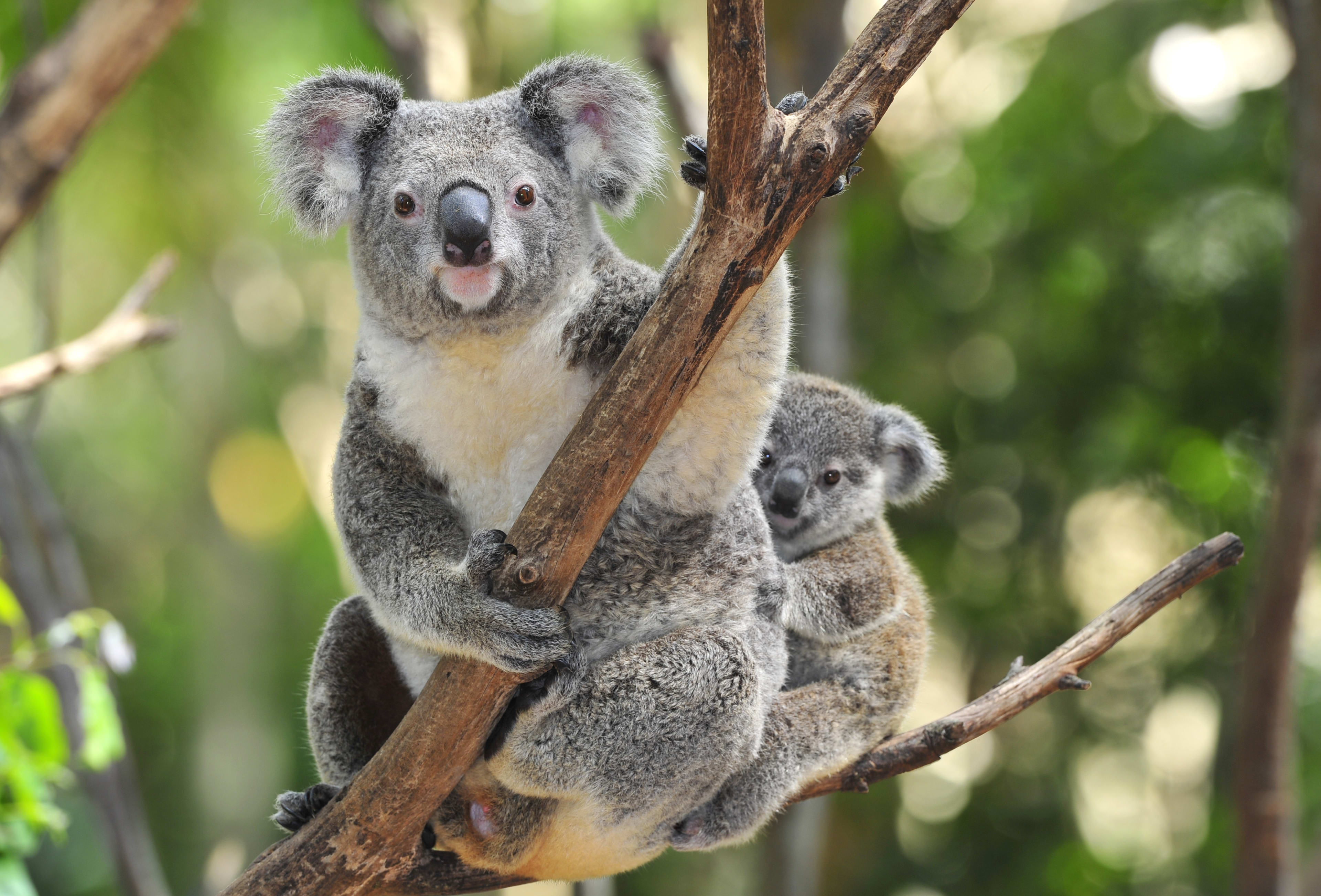 Mother and baby koala 
