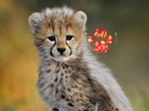 Endangered Wildlife Trust logo