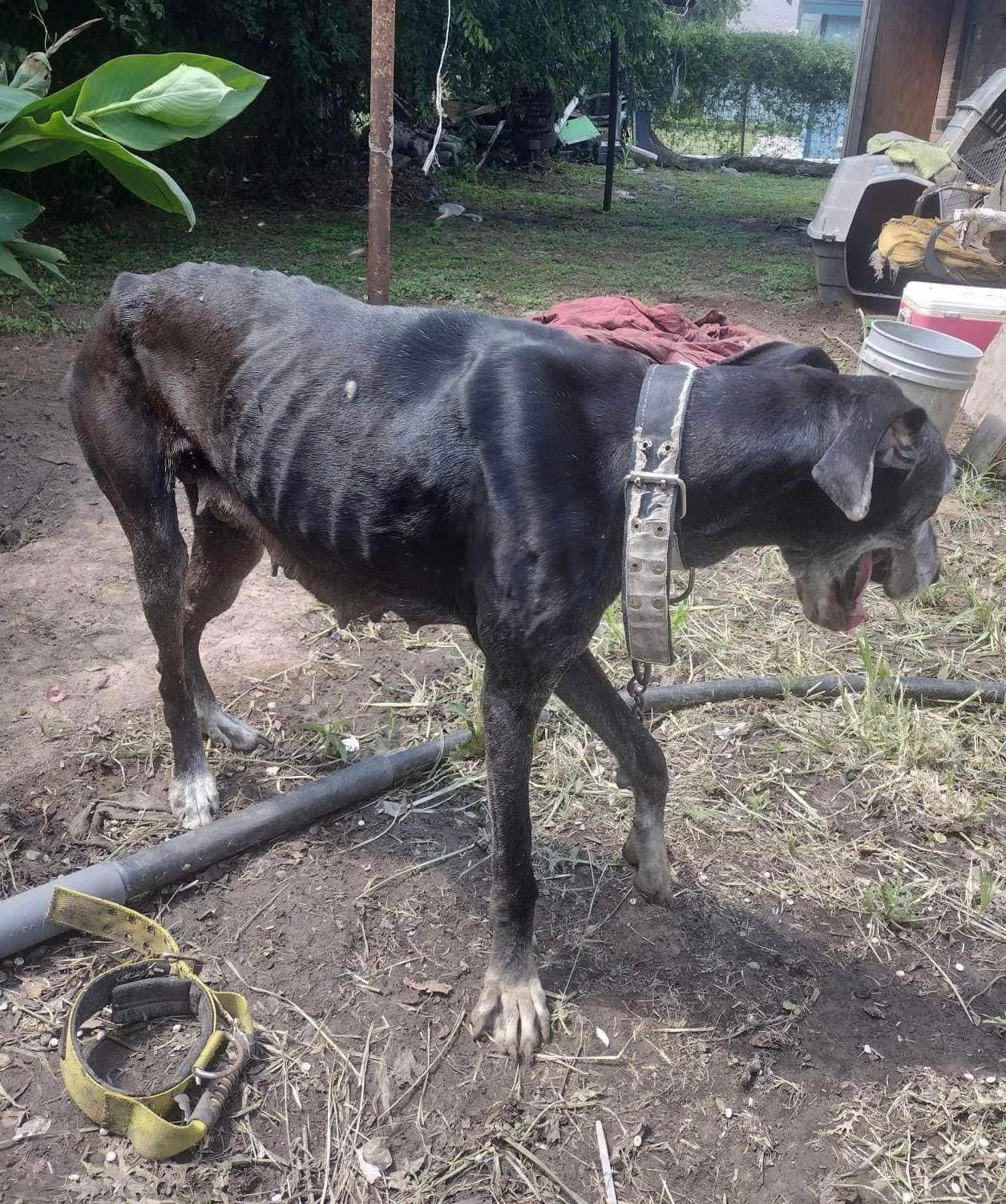 501C3 Animal Rescue