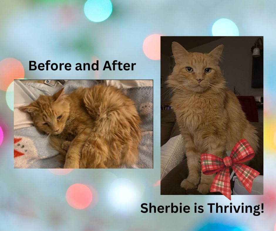 Sherbie a rescued cat before and after photos