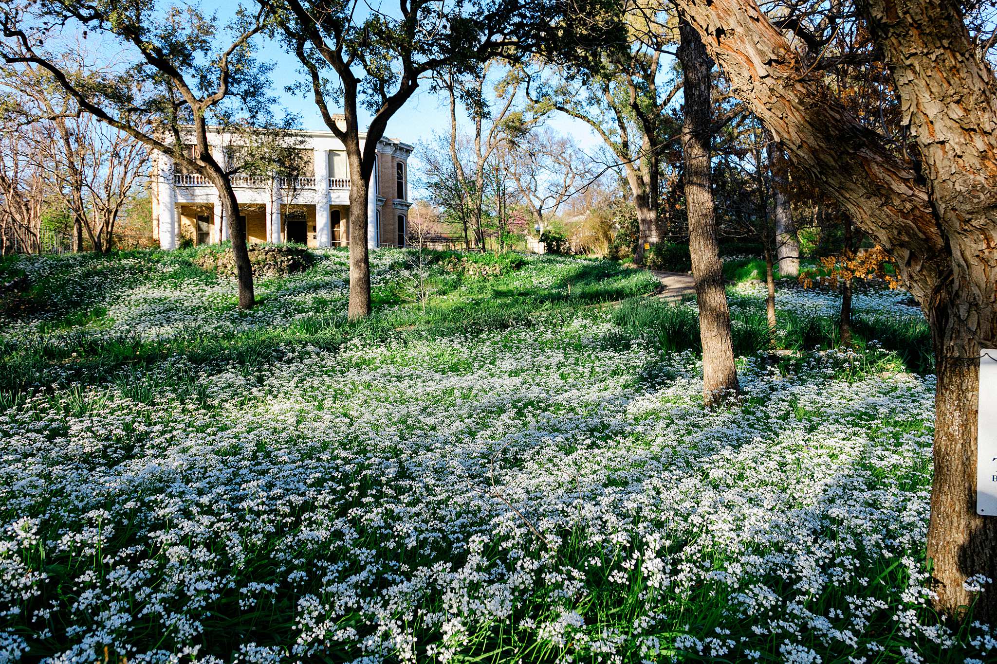The historic Richmond Kelly Smoot home as seen from west 6th street. The home sits in the background with the sprawling lawn covered in white flowers in the foreground. 