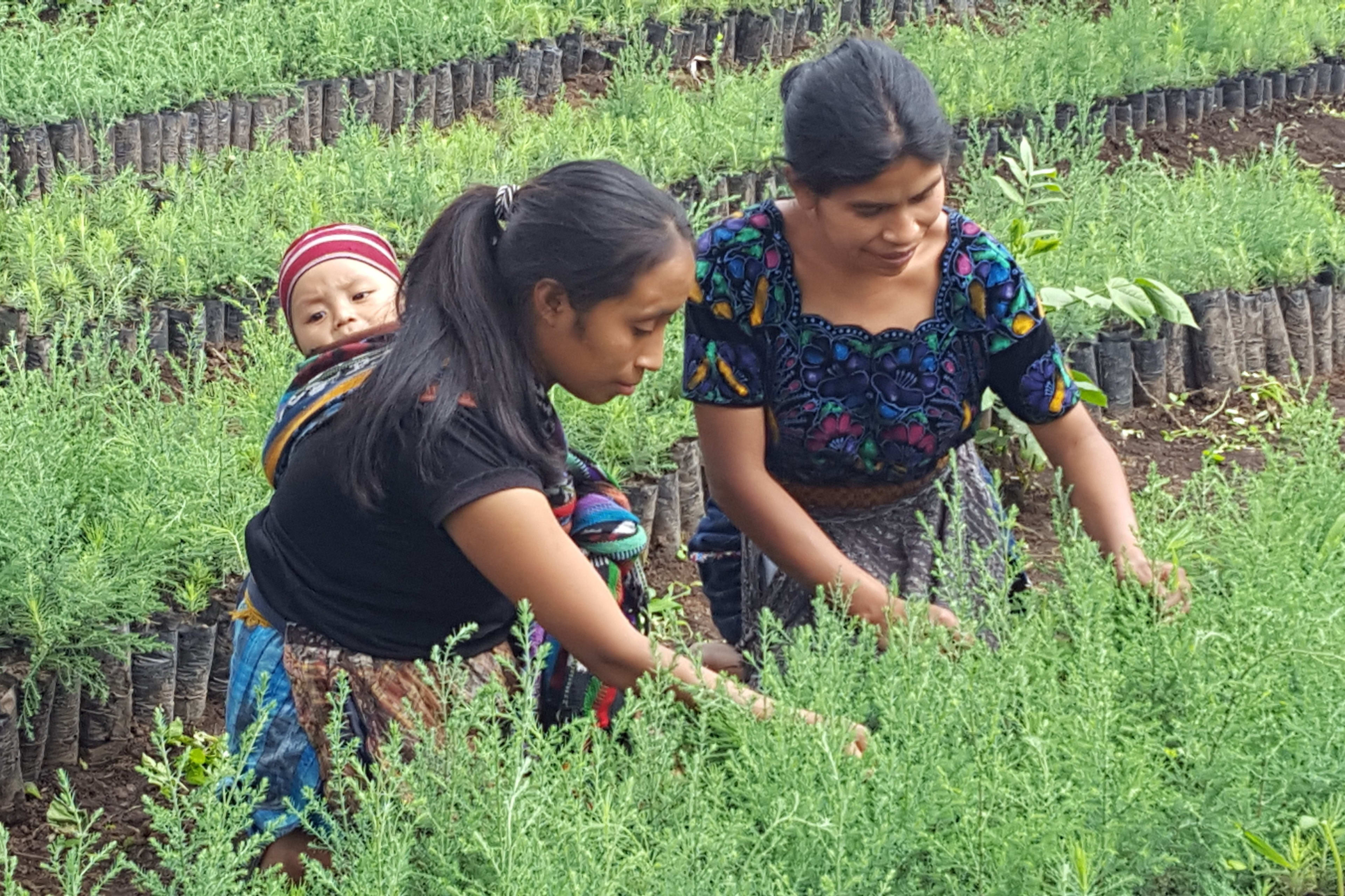 Two Maya farmers tending seedlings in an AIR tree nursery. 