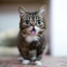 Lil BUB's Big Fund logo