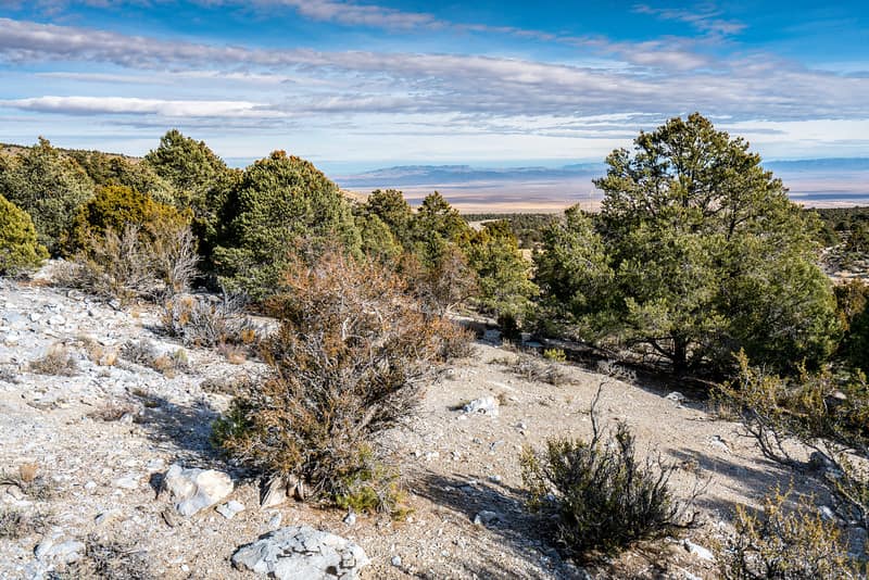 Pine trees in Great Basin National Park, Nevada