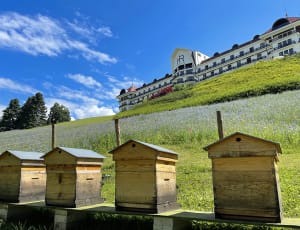 Bienenstöcke im Park