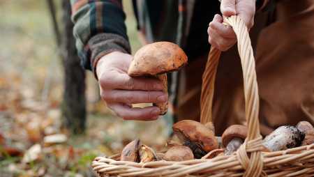 HR_Agenda_Mycologie.jpg