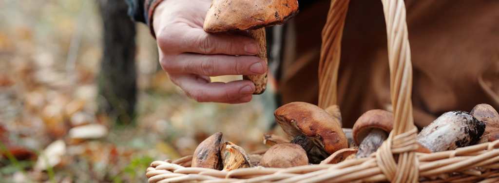 HR_Agenda_Mycologie.jpg