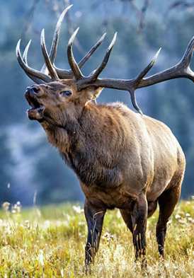 Cerf durant la période du Brame dans la montagne