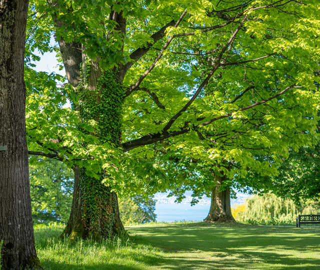 Hôtel Royal, 5 étoiles à Evian - Parc de l'hôtel Royal et ses arbres