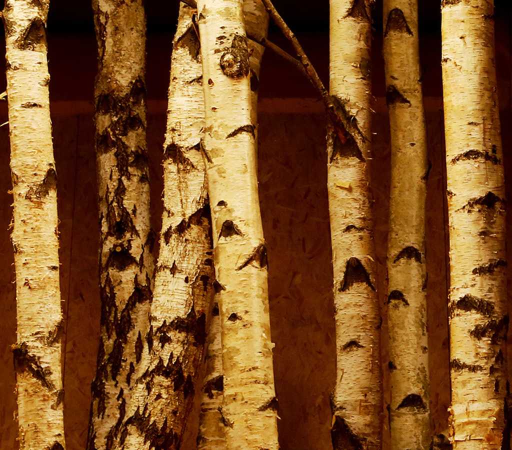 Les Mélèzes, salles de spectacles à Evian - Texture des arbres présents dans la Grange au Lac