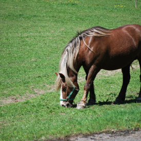 Elephant M40 el-hegn, 230V