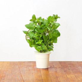 Click and Grow pebermynte - 3 stk