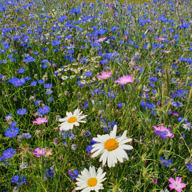 DLF marguerit blomsterblanding, 1 kg