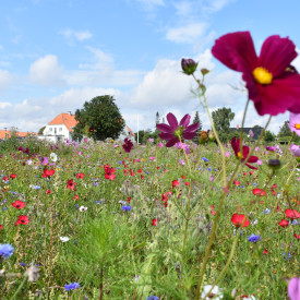 DLF engblomsterblanding, 1 kg
