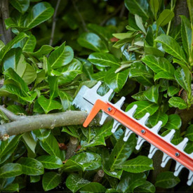 BLACK & DECKER 36v hækkeklipper på 55 cm Incl batteri og lader