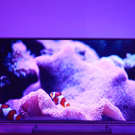 Osram Smart+ Wifi Mood bordlampe, farveskift + hvid, 2-pak