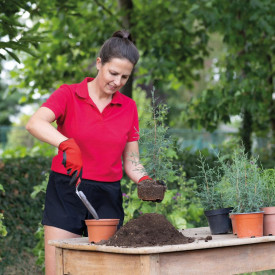 Polet planteske med savtakkede sider