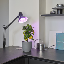 Osram Grow E27 plantelys, 20W