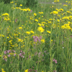 Frøblanding med engblomster, fugtig jord 250m²