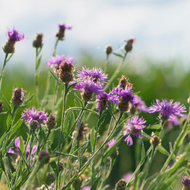 Blomsterfrø almindelig knopurt 5m²