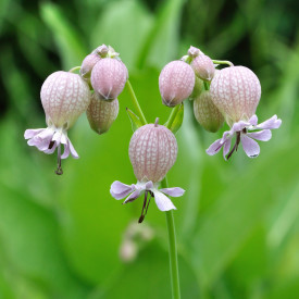 Blomsterfrø blæresmælde 5m²