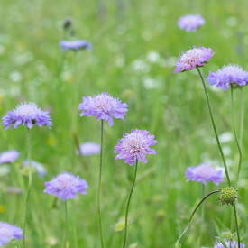 Blomsterfrø blåhat 5m²