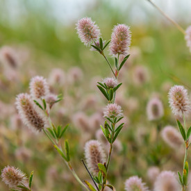 Blomsterfrø hare-kløver 5m²