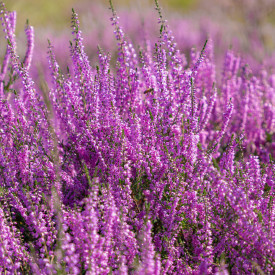 Blomsterfrø hedelyng 5m²