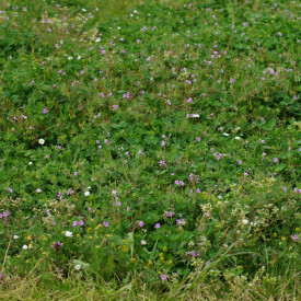 Frøblanding til blomsterplæne, 450m²
