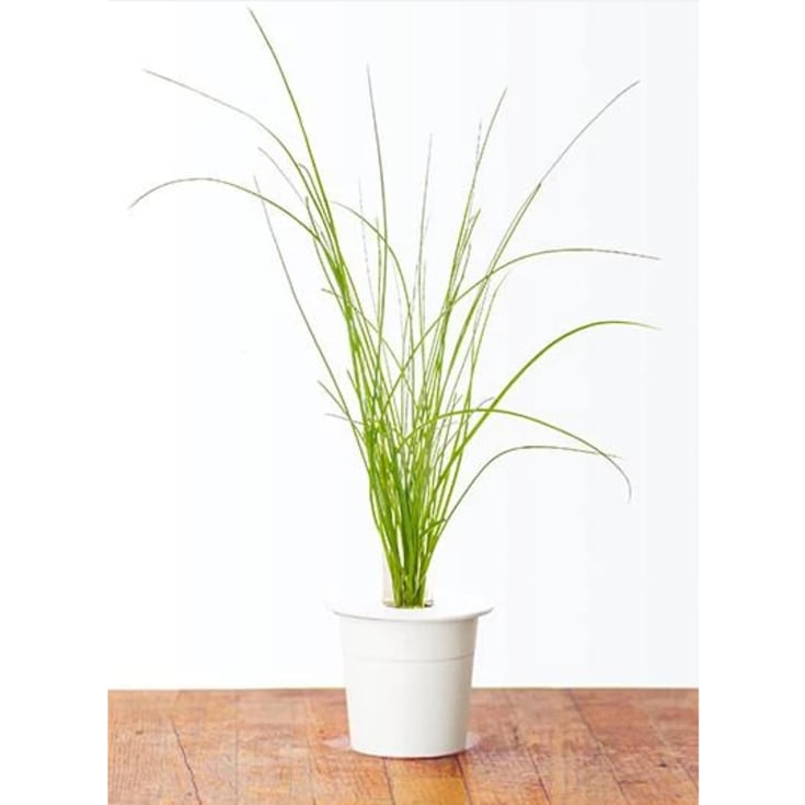 Click and Grow purløg - 3 stk