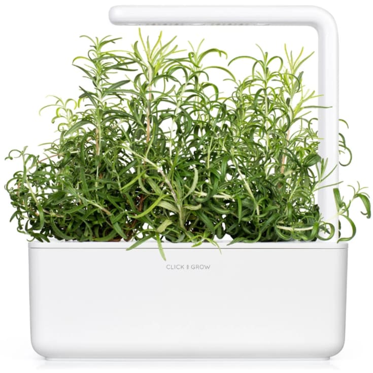 Click and Grow rosmarin - 3 stk